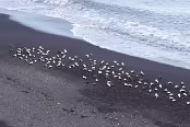 ISLA6961 Eiders sur la plage de Dyrhólaey