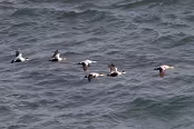 ISLA6990 Eiders à duvet mâles