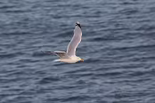 ISLA6993 Goéland