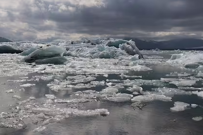 Islande, l'île aux oiseaux