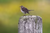 ISLA2323 Pipit farlouse