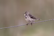 ISLA2326 Pipit farlouse