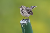 ISLA2334 Pipit farlouse