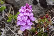 ISLA3073 Orchis tacheté