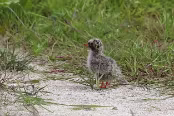 ISL_0764 Poussin de sterne arctique