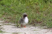 ISL_0767 Poussin de sterne arctique