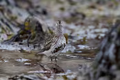 ISLA1579 Bécasseau variable