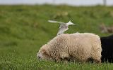Attaque de Sterne arctique sur les moutons