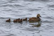 ISLA9102 Eider à duvet et poussins