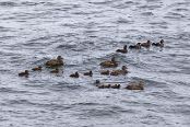 ISLA9120 Arlequin plongeur et Eiders à duvet avec poussins