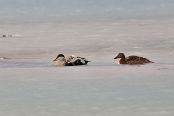 ISLA9582 Eiders à duvet