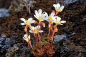 ISL_9887 Saxifrage