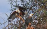 Pygargues vocifer