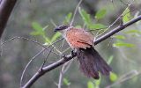 Coucal à sourcils blancs