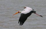 Tantale ibis