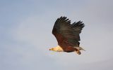 Pygargue vocifer