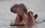 Hyppopotame