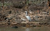Aigrette