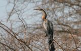 Anhinga d'Afrique