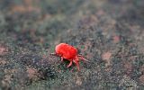 Acarien (trombidiidae)