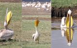 Pélicans à grande bouche !