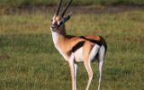 Gazelle de Thomson