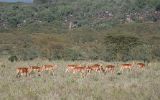 Impalas