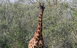 Girafe de Rothschild (et impala)