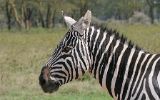 Zèbre
