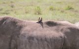 Piqueboeuf à bec rouge sur rhinocéros