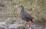 Francolin à gorge rouge