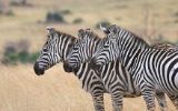 Zèbres