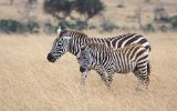 Zèbres