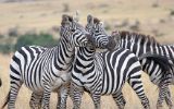 Zèbres