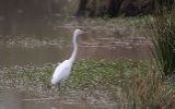Aigrette