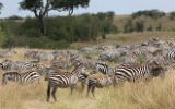 Zèbres