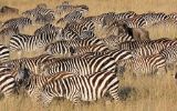 Zèbres