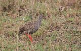 Francolin à gorge rouge