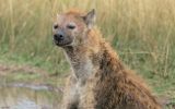 Hyène tachetée