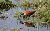 Jacana à poitrine dorée