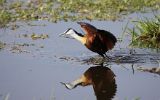 Jacana à poitrine dorée