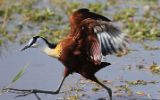 Jacana à poitrine dorée