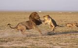 Altercation avec le lion