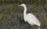 Grande aigrette
