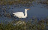Grande aigrette
