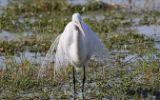 Grande aigrette