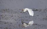 Grande aigrette