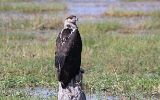 Pygargue vocifer juvénile