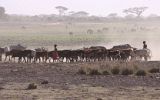 Incursion de troupeaux masaïs