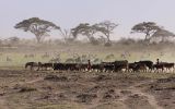 Incursion de troupeaux masaïs